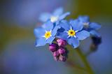 Forget-me-not Flower_49149